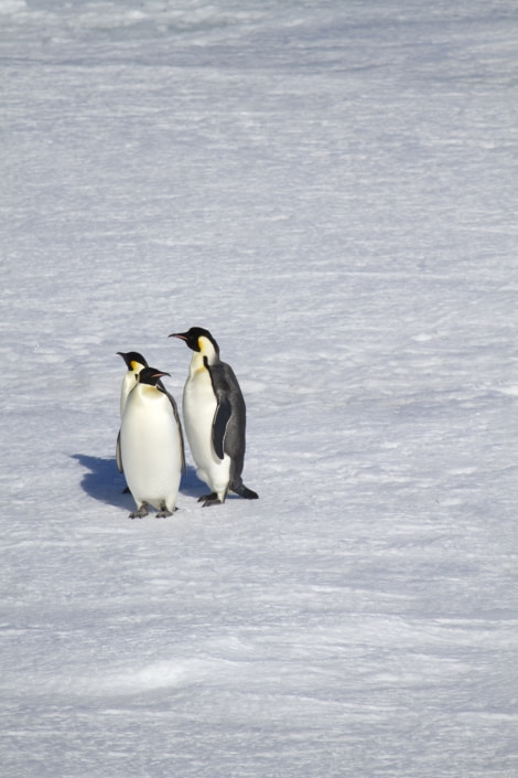 Emperor Penguins in the Weddell Sea