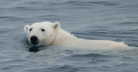 Swimming Polar Bear