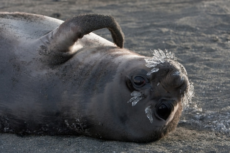 Elephant Seal with iced whiskers