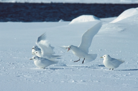 Ivory Gulls