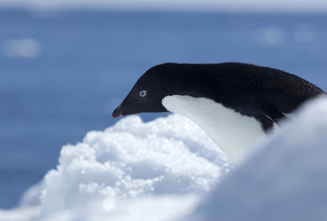 Beautiful Adélie Penguin