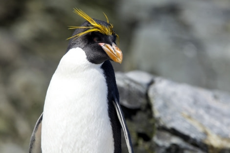 Macaroni Penguin on the lookout