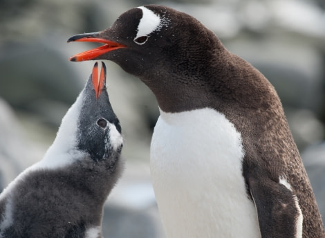 Gentoo penguin with chick