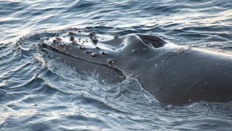 Humpback whale