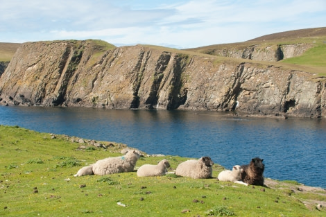 The sheep of Fair Isle lounging in the grass