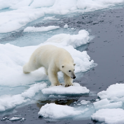 Polar Bear