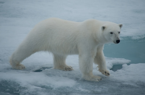 Polar Bear