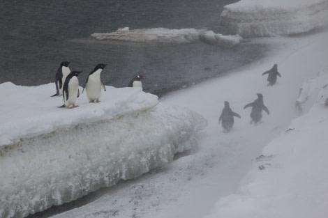 Mystical Antarctic scenery with Adélie penguins
