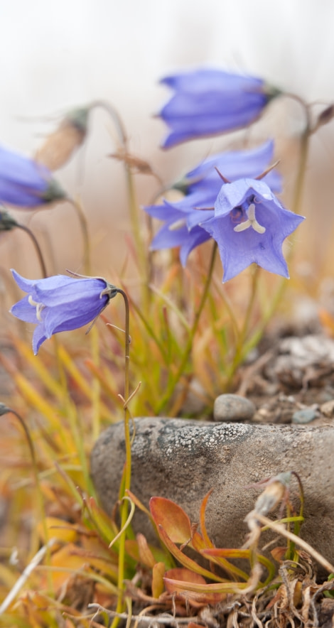 Harebell (Campanula Rotundifolia)