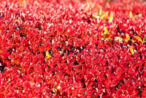 Tundra vegetation turning colour in Autumn