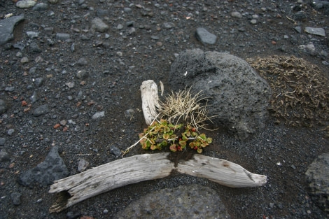 A little flora also grows on the volcanic subsoil