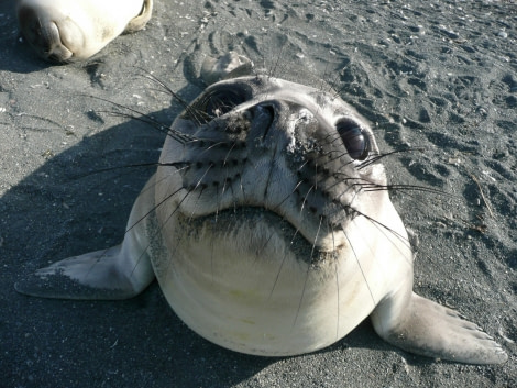 Curious Elephant Seal pup