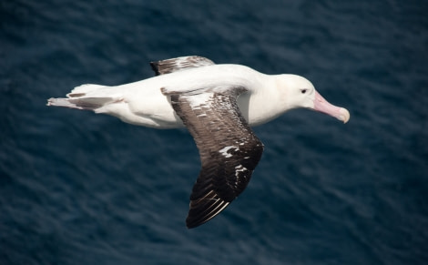 Wandering Albatross