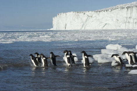 Ross Sea Adélie Penguins