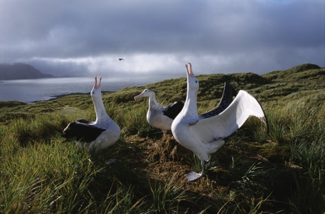 First practice in flying (Wandering Albatross)