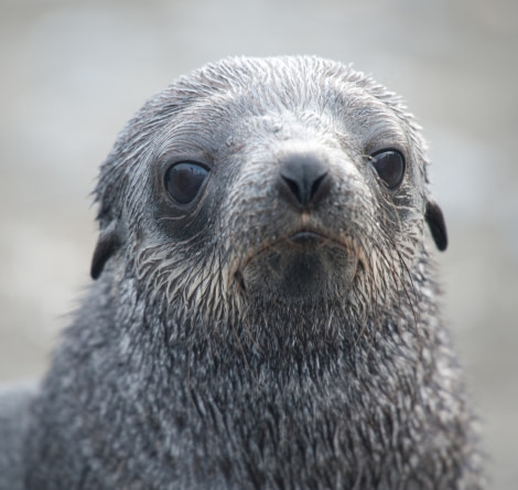 Young Fur Seal
