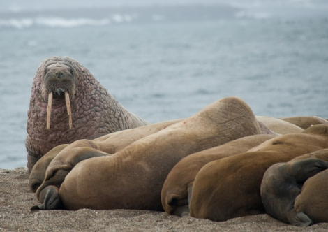 Group of lounging Walruss