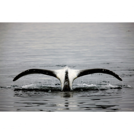 Bowhead Whaletail