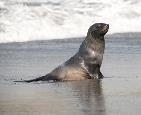 Fur seal on a Falkland beach