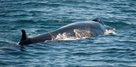 A bonus sighting of a Sei Whale