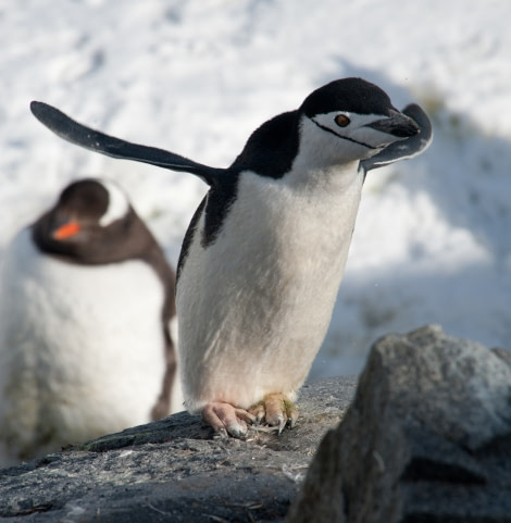 Chinstrap penguin