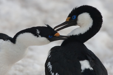 Grooming Blue-eyed shags