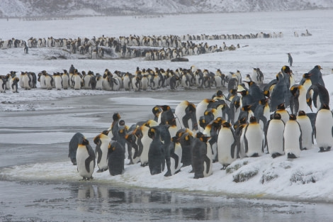 King Penguin colony in a snowy setting