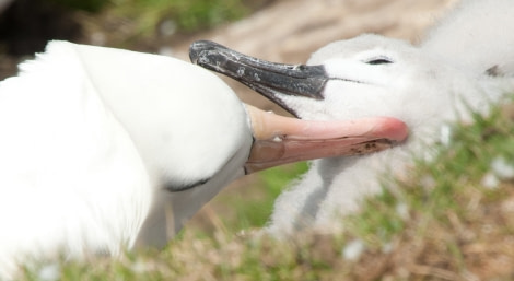 Black-browed Albatross grooming