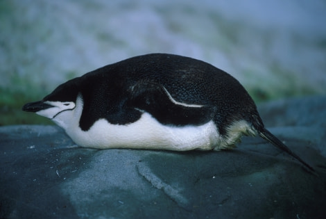 Lounging Chinstrap penguin