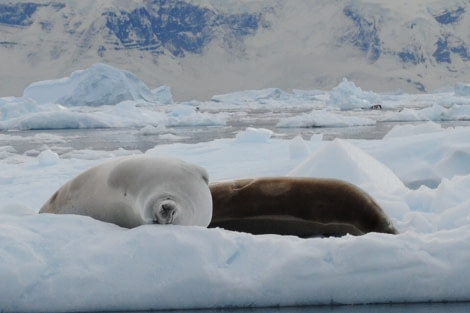 Crabeater Seals