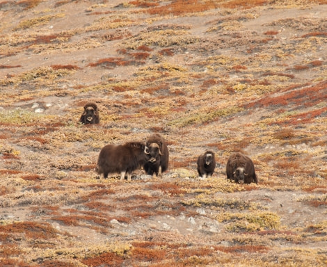 Small herd of Musk Oxen