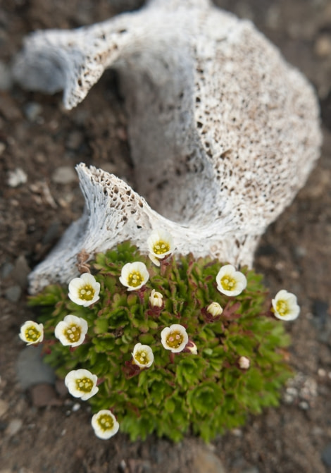 Svalbard poppy growing on a whale bone