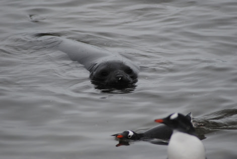 Elephant Seal & Gentoo Penguins