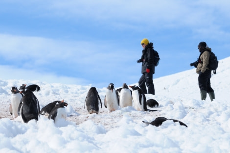 Gentoos in the snow, Antarctic Peninsula