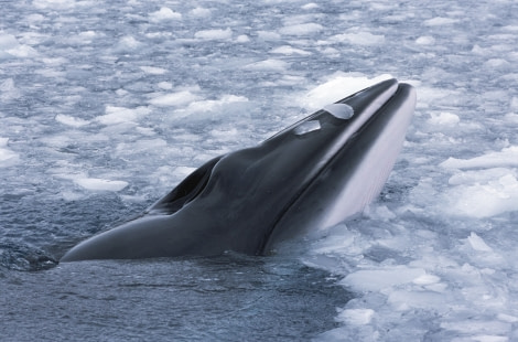 Minke whales are sometimes spotted