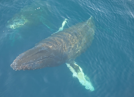 Humpback whales