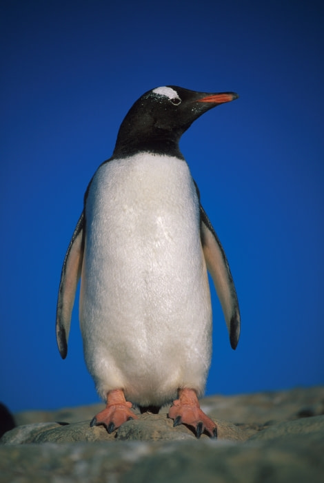 Gentoo penguin under a beautiful clear blue sky