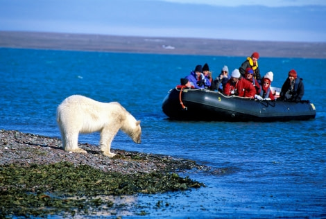 Zodiac cruising | Wildlife spotting