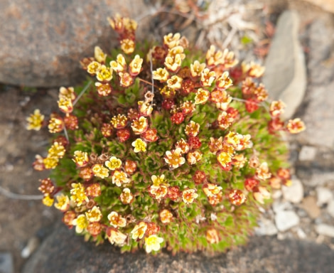 Colorful flora