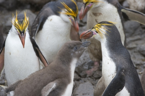 Royal Penguins, Macquarie Island © Fred van Olphen - Oceanwide Expeditions