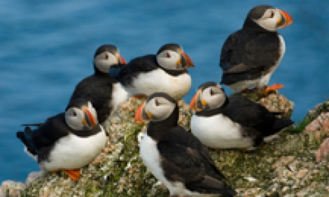 Puffins