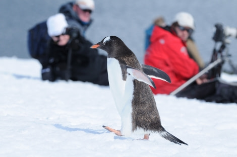 Observing the Gentoo penguin