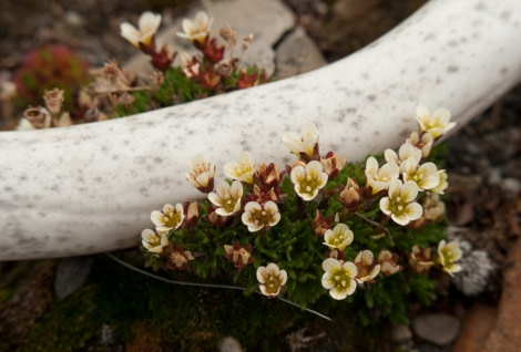 Colorful flora of Spitsbergen