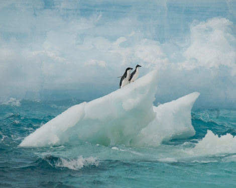 Adélies on an ice floe