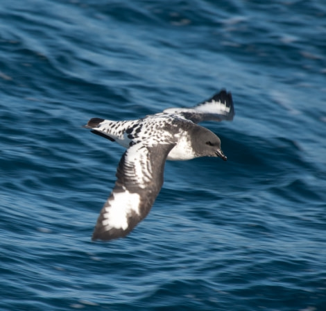 Cape Pigeon © Erwin Vermeulen - Oceanwide Expeditions.jpg