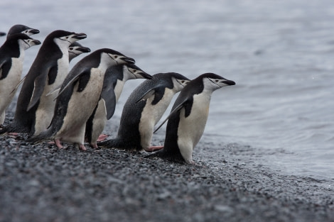 Group of Chinstrap penguins ready to take a plunge