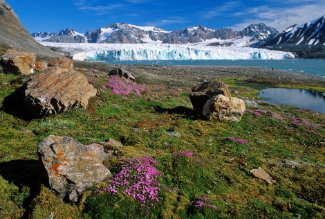 Colourful nature of Spitsbergen