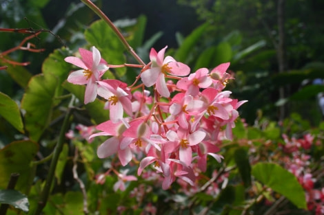 Flora of St Helena
