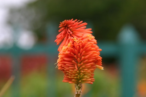 Flora of St Helena