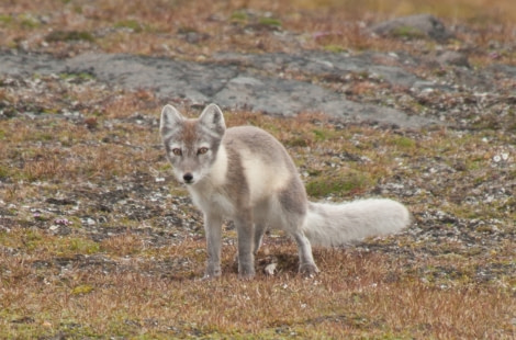 Arctic fox